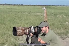 草原上靠后腿能直立的动物，除了“啊啊啊”叫的那种，还有它们