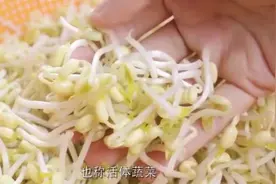 豆芽为何能顶起石头？实拍豆芽的生长过程，看完后心情复杂
