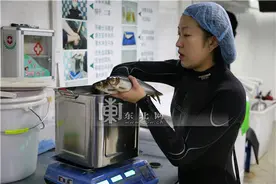 白鲸饲养员的新年假期图片