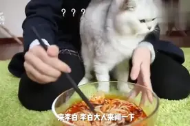 猫咪闻了螺蛳粉后疯狂刨地！猫：救命！铲屎官要逼我吃屎