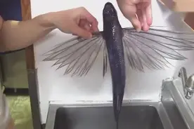 几万日元一条极品飞鱼，长着翅膀真好看！大厨杀了有点可惜啊！视频封面