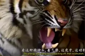 让你见识一下真正的老虎，跟动物园的完全不一样，充满杀气视频封面