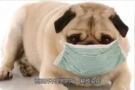 你可能不知道  狗狗有哪  53种传染病  会传染给别人视频封面