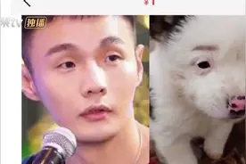 明星撞脸萌宠！李荣浩晒同款狗狗表情 白敬亭刘昊然神相似视频封面