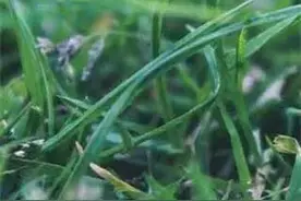 这个自由摄影师在泰国把当地美食都吃了一遍，才花了这么点儿钱图片