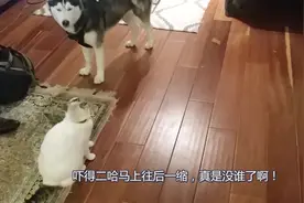 哈士奇和猫咪打架，二哈怂不敢动，猫咪：你过来给我试试！视频封面