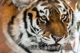 现在的狗真倒霉，东北虎为啥喜欢吃狗？狗：我又不是狼视频封面