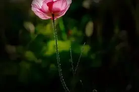 广场舞《阿拉伯之夜》图片