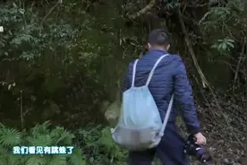 跳蜘长了八只眼睛 居然还有两只会变色 这什么神仙蜘蛛！