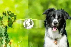 微软又为iOS开发一款应用:脸部识别现在支持狗了图片