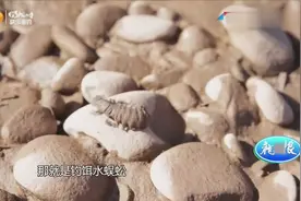 寻找钓鱼诱饵：水蜈蚣！从石头下翻出来，还挺吓人的！
