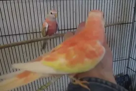 有人专门繁殖的红宝石鹦鹉，大小和玄凤差不多，但是超级漂亮