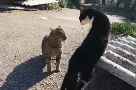 猫咪打架，毛都被咬掉了，猫无缘无故被打真是委屈