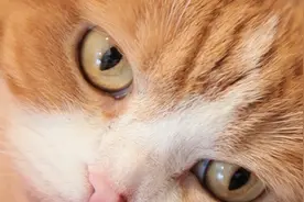 唤醒主子的运动细胞，猫奴应该这样做