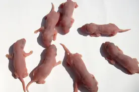 实拍老鼠喂养刚出生的幼崽，幼鼠蠢萌神态呆呆的，好有爱视频封面