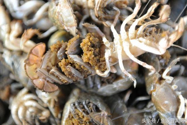 应该是最好吃的时候,但小编也发现,这么好吃的纯野生的蝼蛄虾居然很少