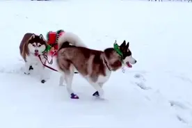二哈，哈士奇是精力旺盛的雪撬犬，也是狗狗历史上最受尊敬的英雄犬。#宠物 #萌宠 @抖音小助手视频封面