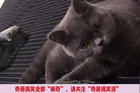 主人在猫咪面前放屁，把猫咪臭懵了