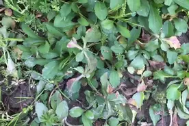 野生马兰头，清热解毒，明目，凉血消肿等功效，时令素菜。视频封面