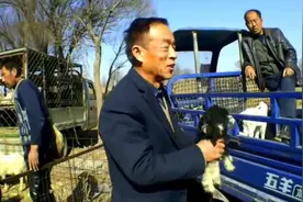 农村大叔在庙会上发现一只小羊，出生三天长的好看，花90就买到了