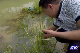 东莞长安莲湖路这个马尾水库，免费网鱼钓鱼摸田螺，还可以放牛视频封面