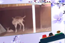 鹿妈妈生小鹿的全过程 好艰辛！每个妈妈都是伟大的