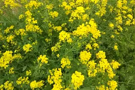 我们这里管这种植物叫蔓菁（man jing），根茎类似于人参