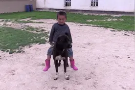 实拍哈萨克斯坦牧区的小孩，拿中亚牧羊犬当马骑，相当霸气视频封面