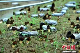 湖南隆回农民种出“菌元宝”图片