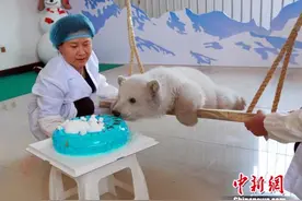 山东一海洋馆为北极熊宝宝过“百岁”图片
