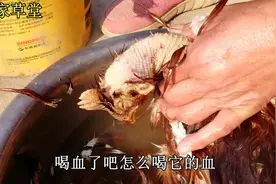 被黄鼠狼咬死的老母鸡，伤口长成这样，怎么会致命呢