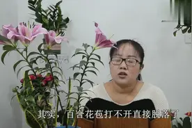 盆栽百合落花苞，少喷多晒，花苞开的巴掌大视频封面