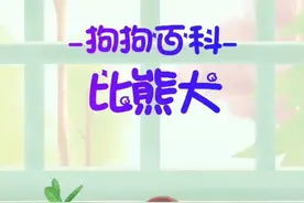 比熊犬，笑起来，心都化了。 #狗   #比熊视频封面