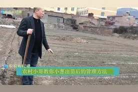 农村小哥教你小葱出苗后的管理方法