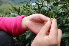 黄山富溪高山毛峰似雀舌，采摘有何技巧？黄山姑娘教你如何采摘？视频封面