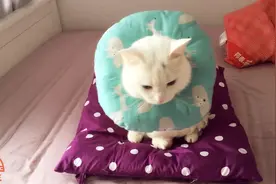主人带家里的猫咪去绝育，小白乖，粑粑都是为你的健康着想视频封面
