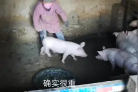 农村女强人怀抱60斤小猪装车去卖，母猪看到后直叫唤视频封面
