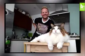 美国最大缅因猫！温柔的巨人毛绒绒！视频封面