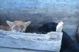 狐狸长有魅惑的眼睛，对旁边的狗毫不在意视频封面