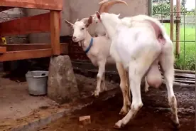 山羊脖子下面的两个肉球是什么？