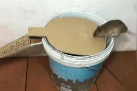 老鼠挑战！上去一个消失一个，但依然还有不相信的想试试！视频封面