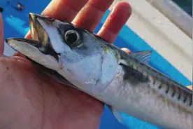 这是什么奇怪的鱼?感觉颜值不在线啊，就是不知道好吃不好吃视频封面