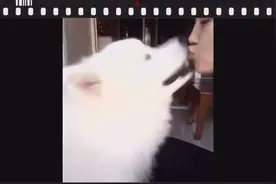 这只萨摩耶每天都能和女主人亲嘴，真让人羡慕视频封面