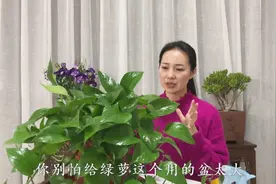 养绿萝选择什么花盆，这样养护叶绿爆盆，抽藤不断视频封面