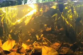 鱼缸黄水怎么办？这两样东西来帮你解决，鱼缸黄水不再烦视频封面