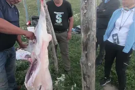 在新疆吃羊肉，100块钱一公斤，太便宜了大伙一整只全要了！视频封面