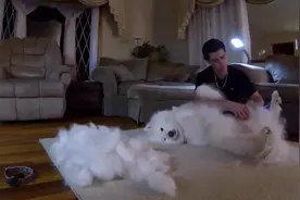 给萨摩耶梳毛，梳下来的毛都可以打毛衣啦！