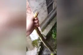 钓鱼空军了还遇到一条大蛇惊吓了朕，于是爆炒麻辣蛇段当晚宴图片