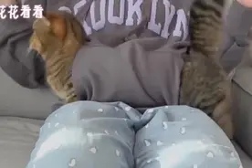 奇葩主人趁猫咪吃饭时，把臭脚丫伸了过去，猫咪：今天这猫粮什么