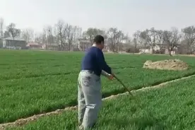 农村孩子在外打拼，父母在家也没有闲着，看了眼睛不自觉湿润了